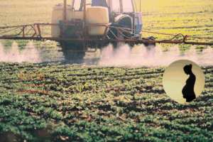 maquinaria agrícola fumigando un campo con plaguicidas. Imagen de mujer embarazada