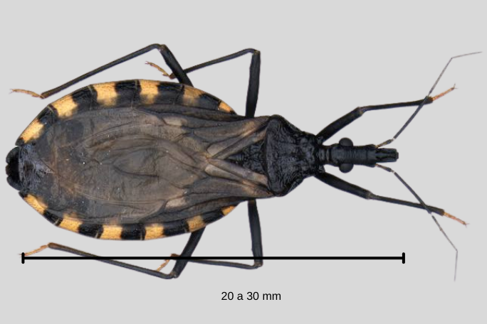 La Vinchuca, un insecto que abunda en las viviendas de América Latina